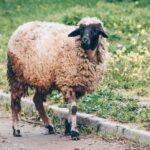 Un appel pour sauver les moutons pendant Aïd al-Adha en Algérie : Des actions concrètes pour soutenir la tradition culturelle