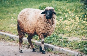 Les moutons sauvés en Aïd al-Adha : une initiative humaine exceptionnelle Moutons sauvés en Aïd al-Adha, femmes et enfants aidant à la campagne de sauvetage.