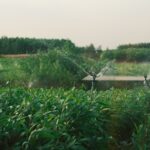 Révolutionnaires techniques d’économie en eau ressuscités dans le Maroc moderne