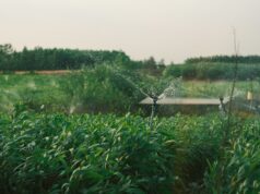 Révolutionnaires techniques d’économie en eau ressuscités dans le Maroc moderne Marocain utilise une technique innovante pour rationnellement utiliser l'eau dans le désert