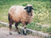 La SPA alerte : sauvetage de moutons pendant la fête musulmane d’Aïd al-Adha – Une action d’urgence pour les lecteurs maghrébins de la diaspora Moutons en danger pendant Aïd al-Adha sauvés par la SPA