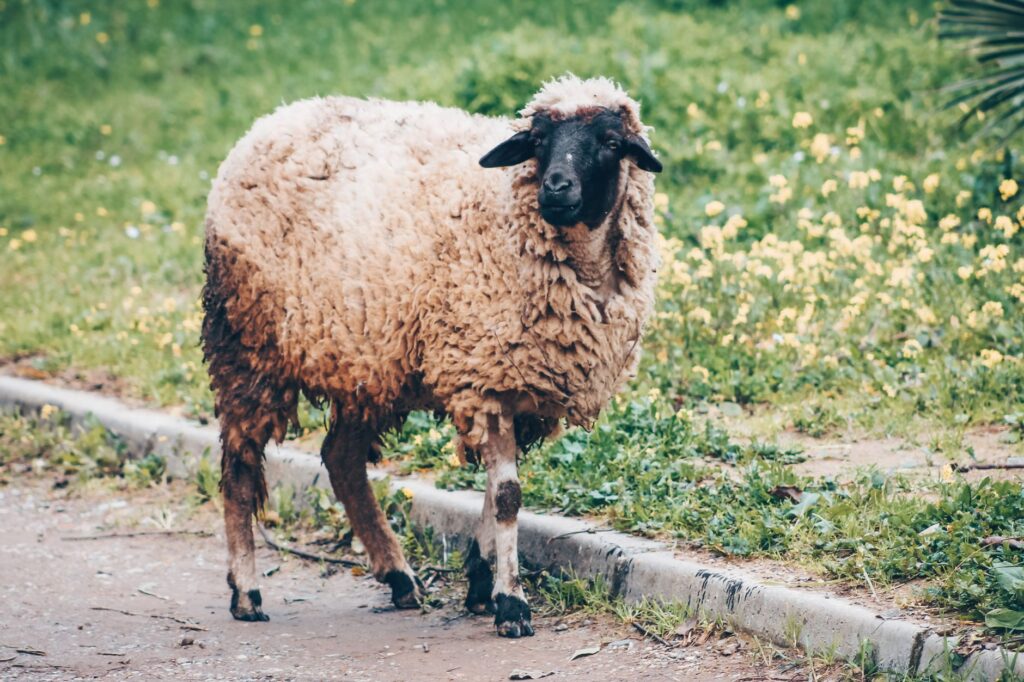 La SPA alerte : sauvetage de moutons pendant la fête musulmane d’Aïd al-Adha – Une action d’urgence pour les lecteurs maghrébins de la diaspora