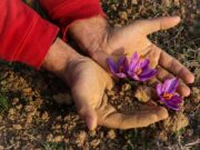 Le safran marocain : comment générer plus de 139 millions de dirhams pour votre culture locale Famille marocaine cultivant du safran dans leur jardin