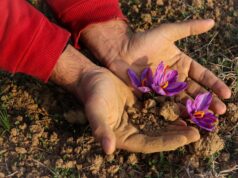 Le safran marocain : comment générer plus de 139 millions de dirhams pour votre culture locale Famille marocaine cultivant du safran dans leur jardin