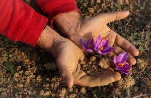 Le safran marocain : comment générer plus de 139 millions de dirhams pour votre culture locale Famille marocaine cultivant du safran dans leur jardin