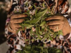 Plantes médicinales au Maghreb : un guide pratique pour soigner à la maison Maghrebi woman using traditional medicine plants at home