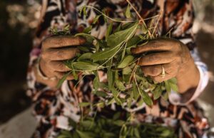 Plantes médicinales au Maghreb : un guide pratique pour soigner à la maison Maghrebi woman using traditional medicine plants at home
