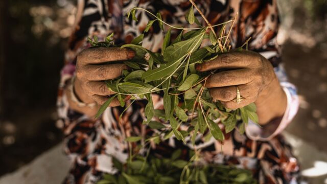Maghrebi woman using traditional medicine plants at home