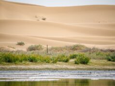 Les oasis marocaines concurrencées par la culture de la pastèque et menacées par l’avance du désert Oasis marocaine avec palmiers sous menace de la progression du désert
