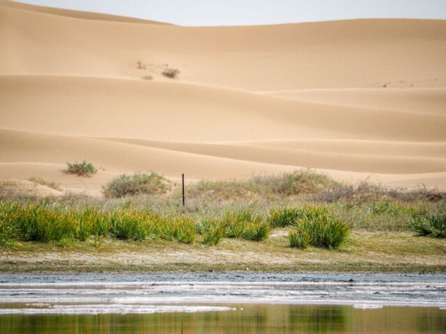 Palmiers oasis Maroc Oasis marocaine avec palmiers sous menace de la progression du désert