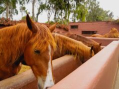 Maroc : la croissance des arrivées touristiques malgré les dépenses stables maroc croissance arrivées touristiques featured image