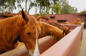 Maroc : la croissance des arrivées touristiques malgré les dépenses stables maroc croissance arrivées touristiques featured image