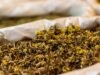 Plantes médicinales maghrébines : guide complet de la phytothérapie traditionnelle 30 plantes médicinales maghrébines sur une table de cuisine avec des bouteilles d'huile essentielle