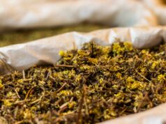 Plantes médicinales maghrébines : guide complet de la phytothérapie traditionnelle 30 plantes médicinales maghrébines sur une table de cuisine avec des bouteilles d'huile essentielle