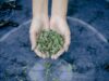 Guide complet des plantes médicinales au Maghreb : redécouvrir nos racines Guide complet des plantes médicinales au Maghreb - Femme récoltant des plantes médicinales
