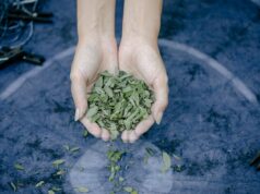 Guide complet des plantes médicinales au Maghreb : redécouvrir nos racines Guide complet des plantes médicinales au Maghreb - Femme récoltant des plantes médicinales