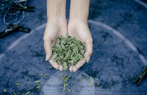 Guide complet des plantes médicinales au Maghreb : redécouvrir nos racines Guide complet des plantes médicinales au Maghreb - Femme récoltant des plantes médicinales