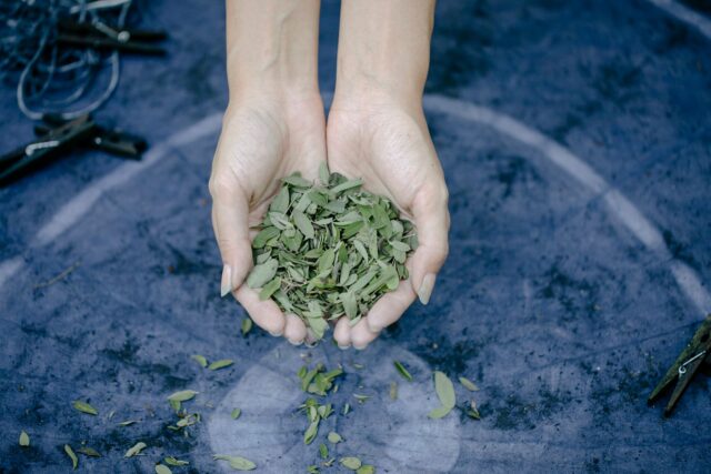 Guide complet des plantes médicinales au Maghreb - Femme récoltant des plantes médicinales