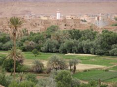 Oasis du Maghreb : les oasis en danger et le développement durable oasis du maghreb en crise, membres de la diaspora agissant pour le développement durable