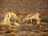 La tradition du Gazelle cornage marocaine : un rite de passage pour Aid el Fitr Famille marocaine autour d'une gazelle cornage au cours d'Aid el Fitr