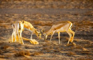 La tradition du Gazelle cornage marocaine : un rite de passage pour Aid el Fitr Famille marocaine autour d'une gazelle cornage au cours d'Aid el Fitr