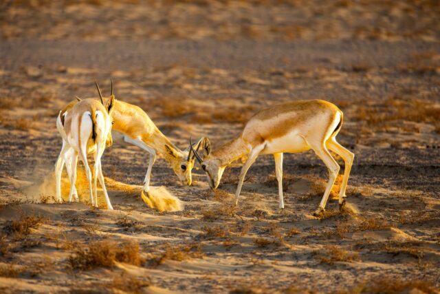 Gazelle cornage Aid el Fitr Famille marocaine autour d'une gazelle cornage au cours d'Aid el Fitr