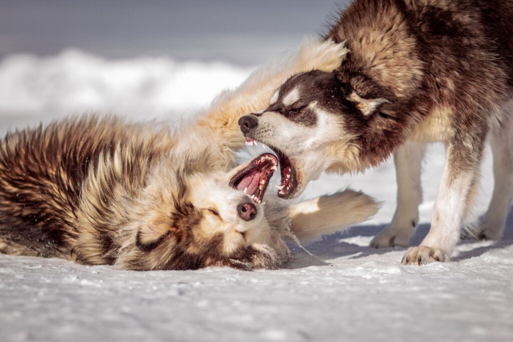 Cas de rage à Perpignan : l’homme mordu par un chien au Maghreb revient à la rage