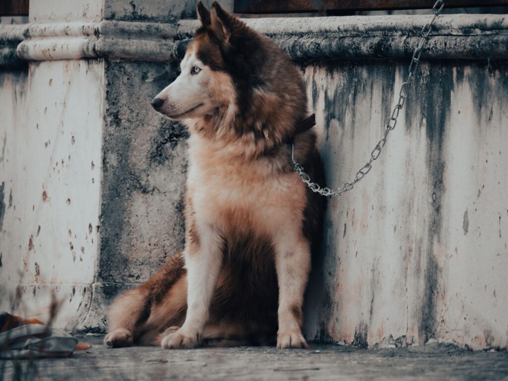 Rage à Perpignan : enquête sur l’incident du chien
