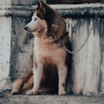 Rage à Perpignan : enquête sur l’incident du chien