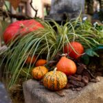 Les traditions de Halloween au Maghreb et en France : un regard comparatif