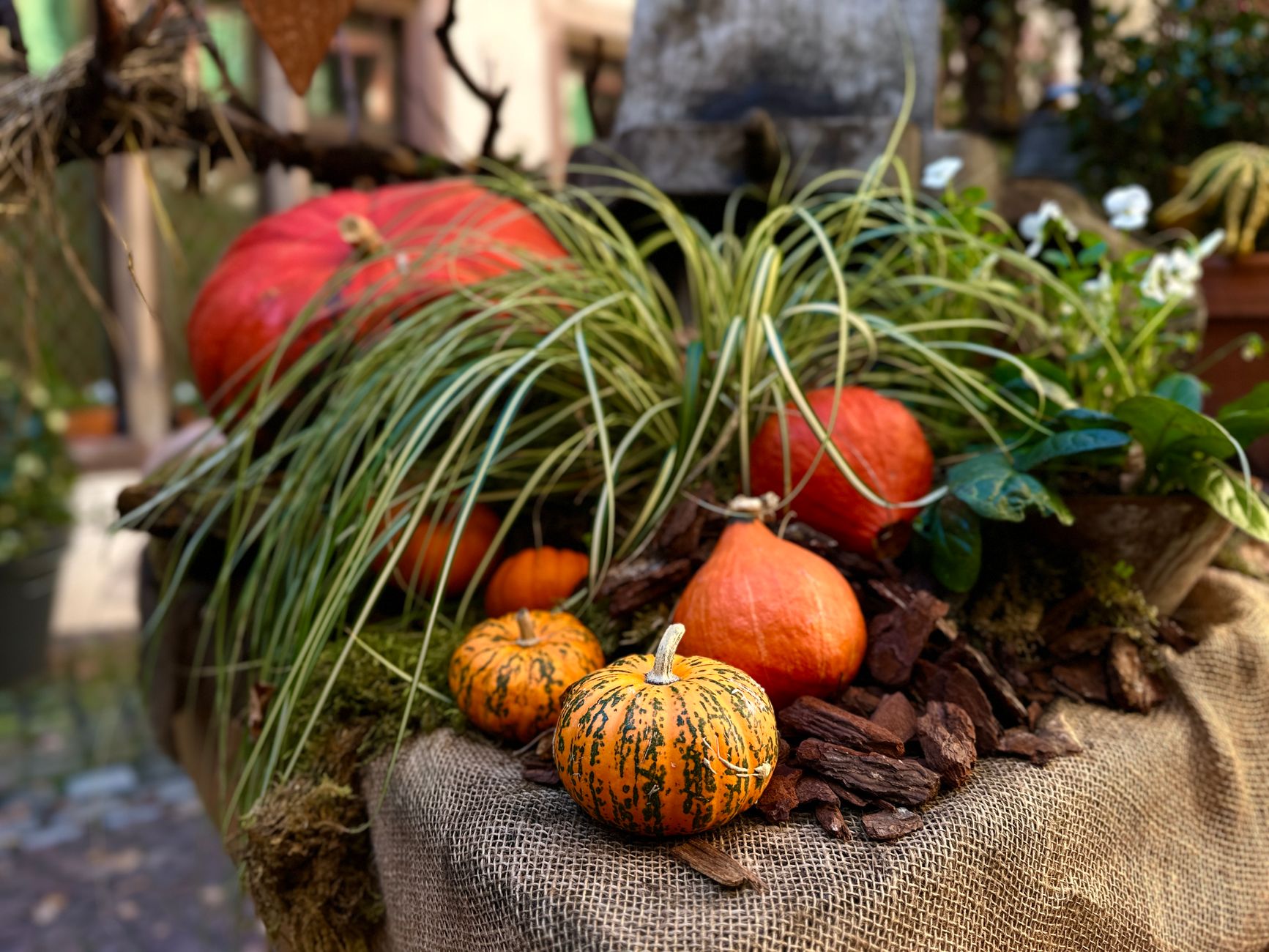 Halloween celebrations in Maghreb and France compared