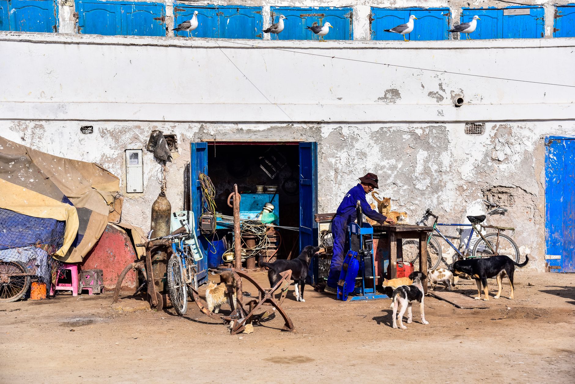 Homme victime de mordaison de chien au Maroc