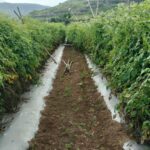 Tomate marocaine : Défis et solutions pour la production agricole