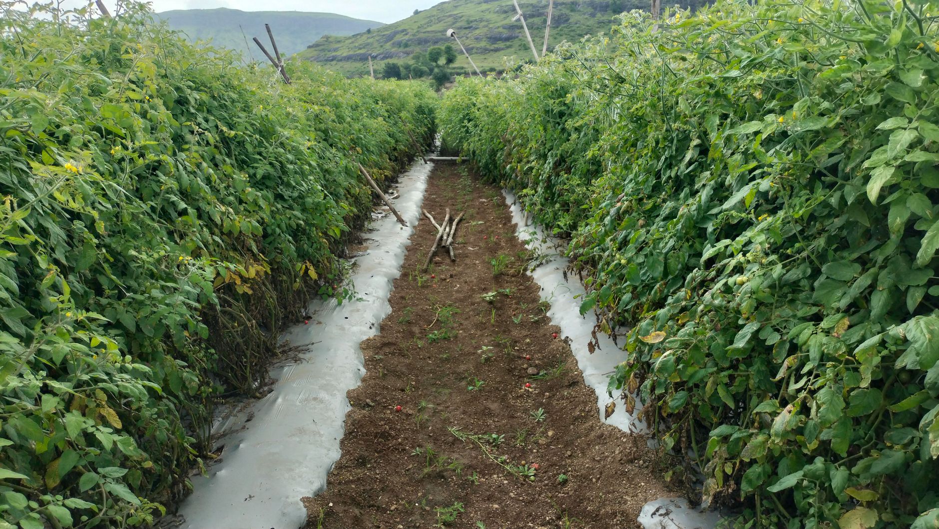 Champs de tomates en pleine production au Maroc, une femme agricultrice surveillant les plantes