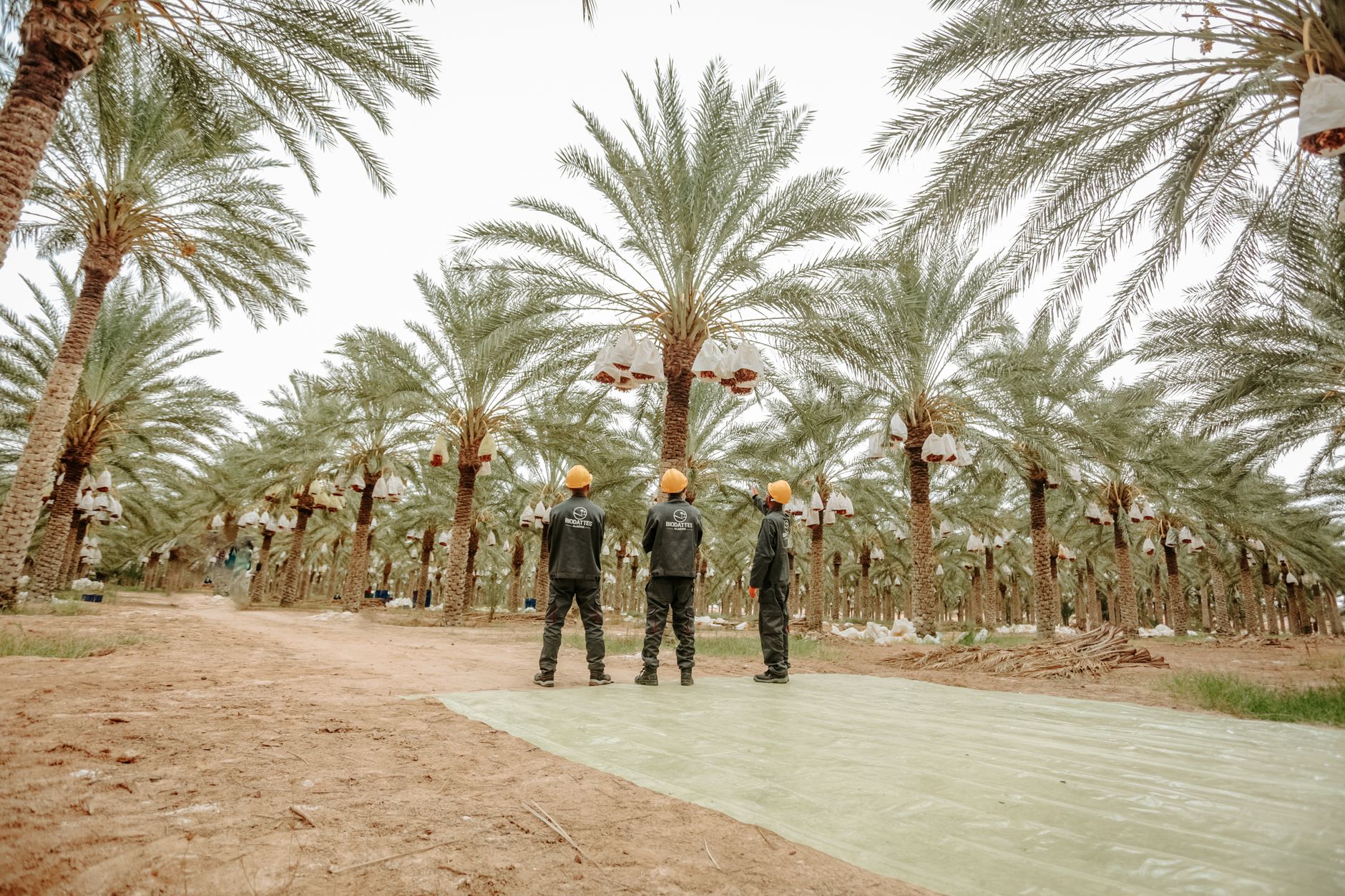 Exceptional Maghreb oasis for sustainable resource preservation