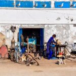 Le chien marocain : histoire, caractéristiques et soins de base